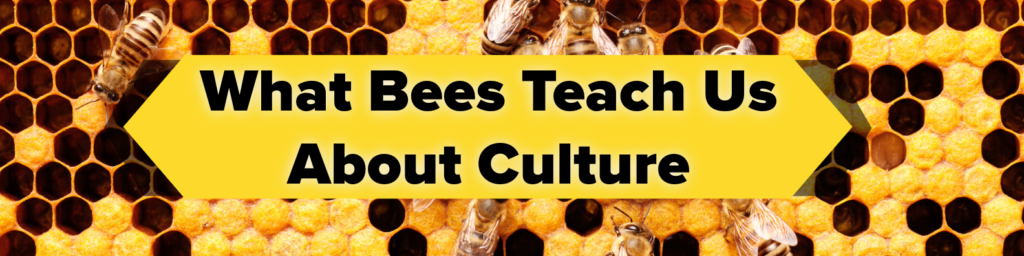 What Bees Teach us About Culture. Heading picture with name of the post inside of the picture on top of bees working in a hive.