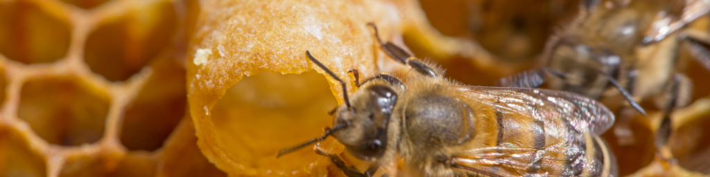 Close up picture of a worker bee caring for the shell of a new queen bee, prepping for her new arrival.