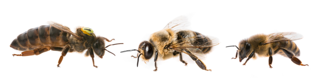 Photos of a Queen Bee, Worker Bee and Drone Bee.